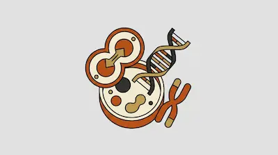 A dividing cell, a DNA double helix, and an X-shaped chromosome in a stylized orange and tan design.