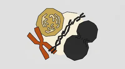 A gold circle with internal patterns, an orange X-shape, a black jagged line, and a dark grey double-lobed shape are clustered on a light background.
