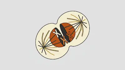A peanut-shaped cell with spindle fibers at opposite ends pulling apart a central orange sphere containing X-shaped structures.