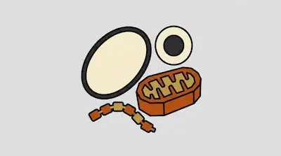 Stylized, colorful icons of cell organelles, including a mitochondrion and a nucleus, are arranged on a light grey background.