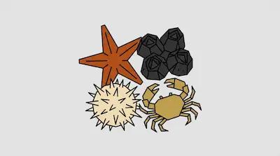 Flat illustration of a starfish, a crab, a sea urchin, and barnacles with black outlines on a light gray background