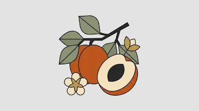 Stylized apricots on a branch with green leaves and a small white flower.