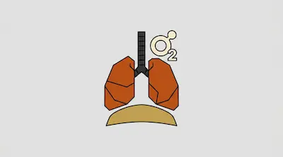 A geometric illustration of human lungs, trachea, and diaphragm with an O2 symbol.