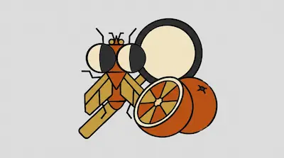 Flat illustration of a stylized fruit fly with large eyes next to a sliced orange and a round white plate.
