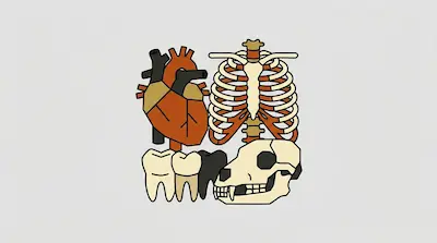 Flat illustration of a human heart, a ribcage, teeth, and an animal skull in a minimalist graphic style on a gray background