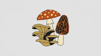 A red spotted mushroom, a brown morel, and a cluster of tan oyster mushrooms in a geometric art style.