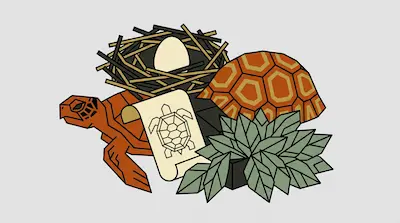 A collection of geometric illustrations featuring a turtle, a patterned shell, a nest with an egg, a scroll, and a leafy plant.